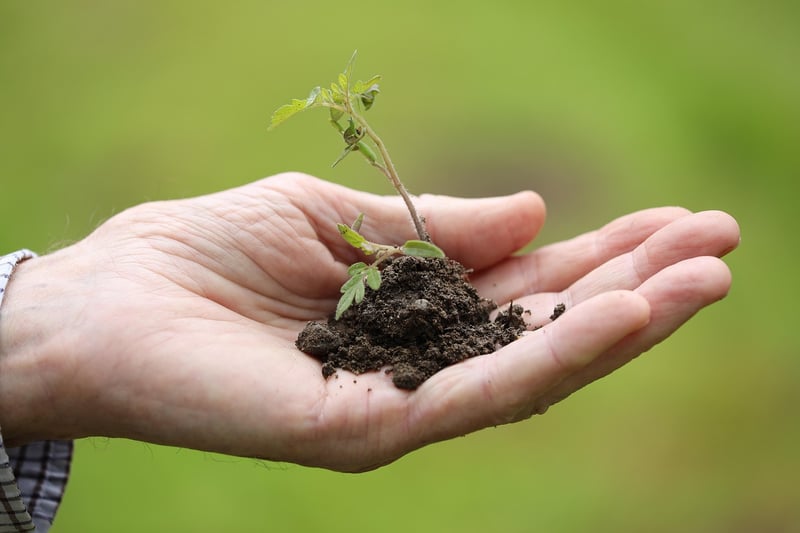 Spring Planting