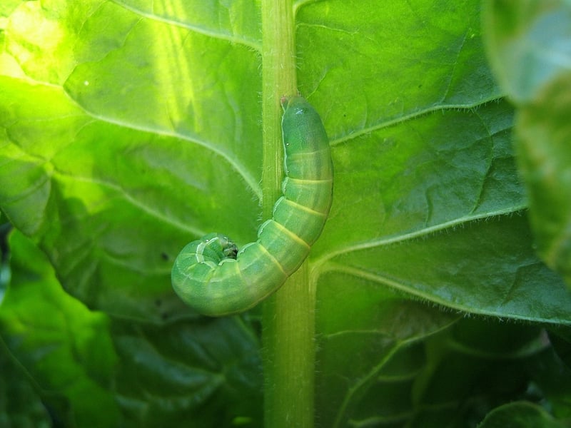 Caterpillar