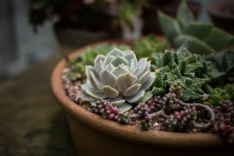 Terra Cotta Pots