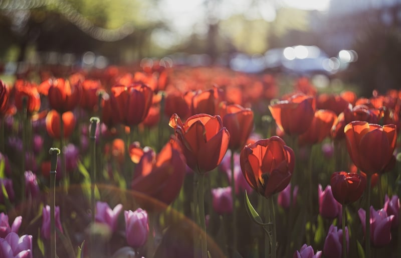 Sunlit garden