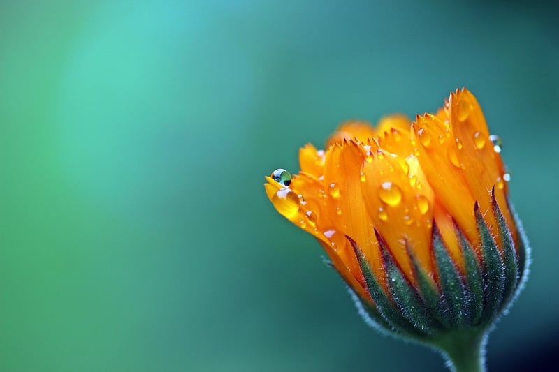 Marigold