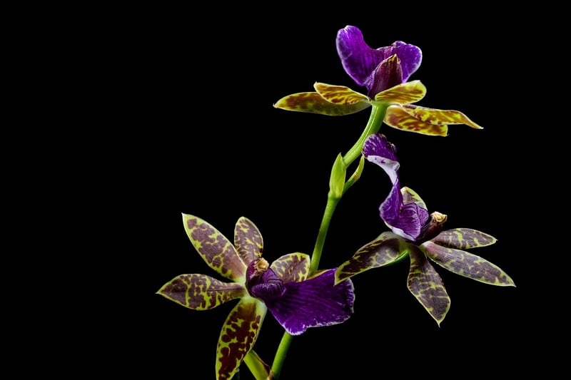 Orchid Plant