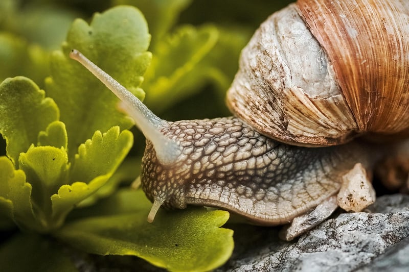 Snails
