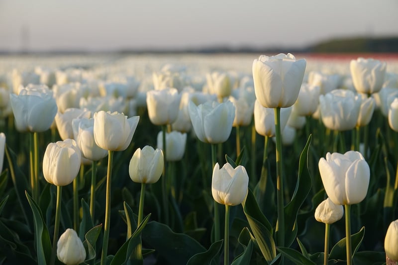Tulips in Spring